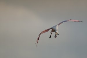 Roseate Spoonbill