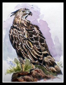 mountain hawk eagle