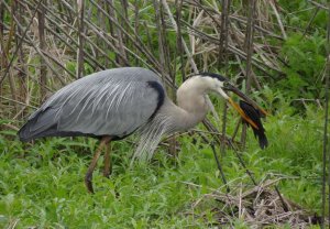 Great Blue Heron eating a Brown Hoplo