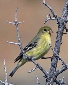Female Lesser Gold Finch