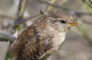 wren