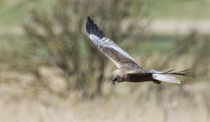 marsh harrier