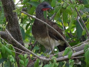 White-bellied Chachalaca