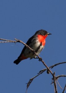 Mistletoebird Frontal