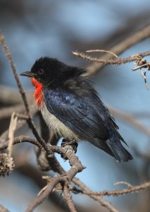 Mistletoebird from side/back