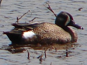 asking for help with id this water bird