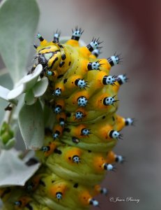 Calleta Silkmoth (catterpillar)- Eupackardia calleta