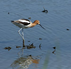 Male American Avocet