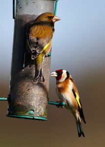 Greenfinch and Goldfinch