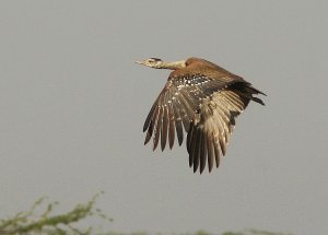 The Great Indian Bustard () in flight, Naliya Grassland, Kutch-Gujarat on -