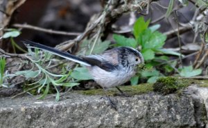 Long-tailed Tit