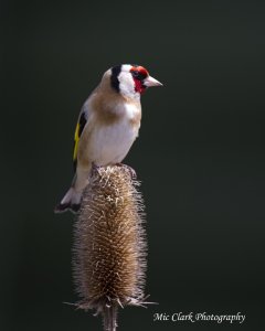 Goldfinch