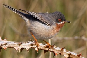 Eastern Subalpine Warbler