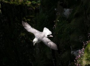 Fulmar