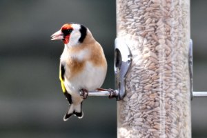 Goldfinch on my garden feeder..