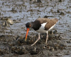 American Oystercatcher