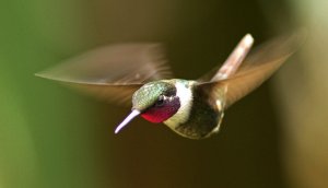 Purple Throated Woodstar