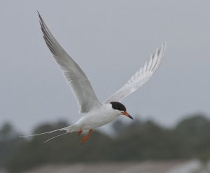 Forster's Tern