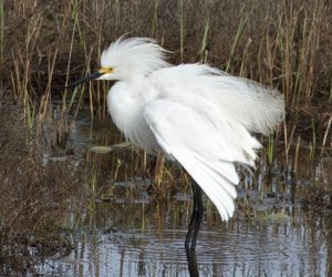 Snowy Egret