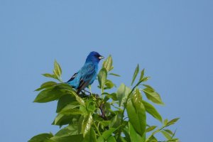 Indigo Bunting