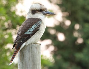 Kookaburra