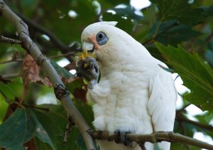 Corella