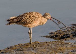 Curlew and Crab