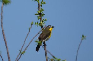 Yellow-breasted Chat