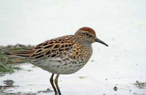 Sharp-tailed Sandpiper (breed)