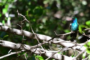 Broad-billed hummingbird