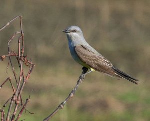 Western KIngbird