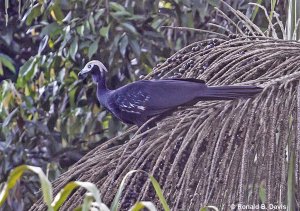 Blue-throated Piping-Guan PERU'13 SER