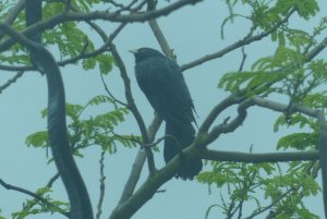 common koel