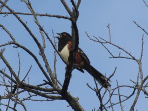 Singing Spotted Towhee