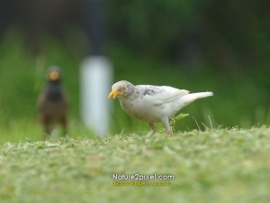 Leucistic Pale Javan Myna