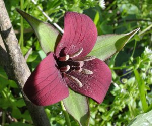 Backyard Trillium