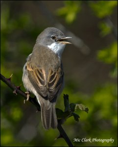 Whitethroat