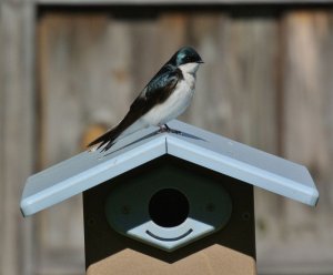 Tree Swallow