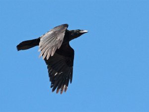 Raven flight