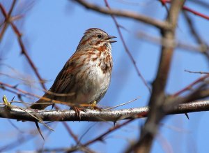 Song Sparrow ( I hope).