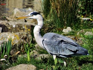 grey heron