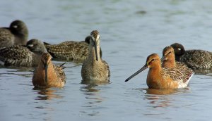 Asian Dowitchers (breed)