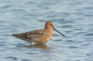 Asian Dowitcher (breed)