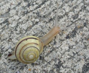 sidewalk snail? Help me ID.