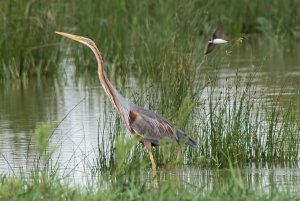 purple heron