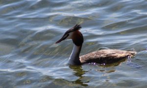 Great Crested Grebe