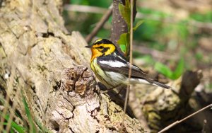 Blackburnian Warbler