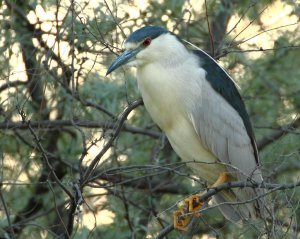 Night Heron