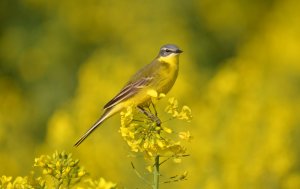 Yellow Beauty