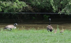 Canada geese